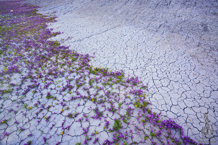 Цветочная пустыня от Guy Tal. 