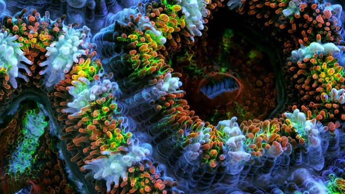 Красочные снимки водных организмов от Daniel Stoupin.
