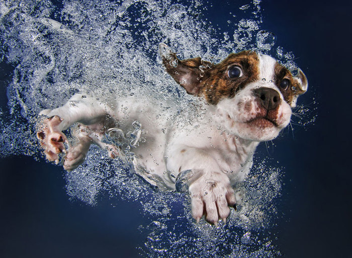 Очаровательные фотопортреты щенков под водой.