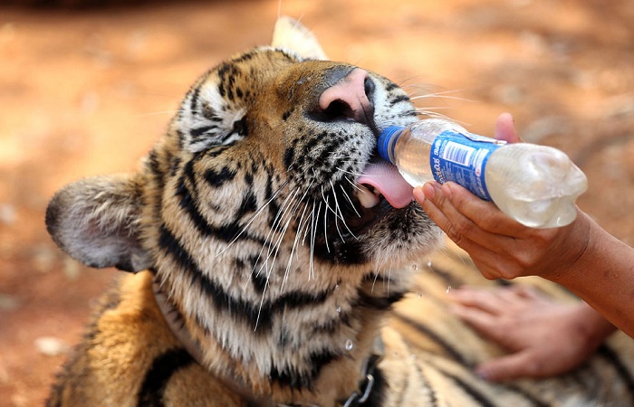Монах поит тигра из бутылочки.