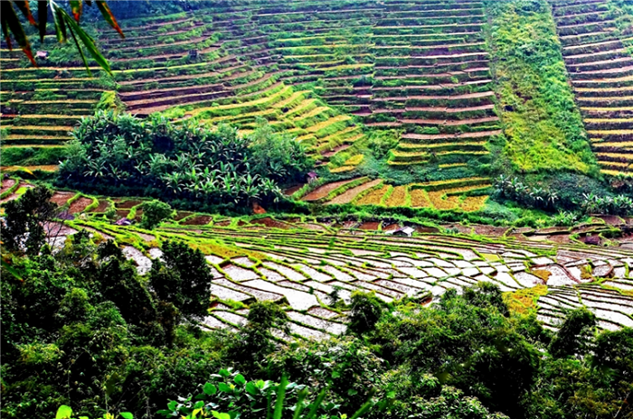 Рисовые террасы в Индонезии.