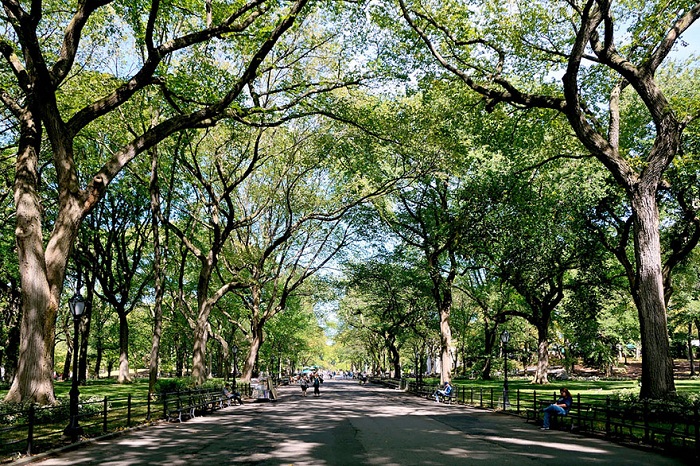 Центральный парк Нью-Йорка летом.