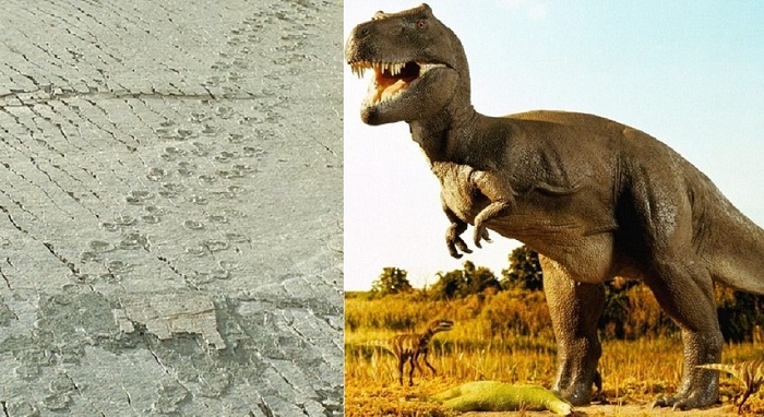 Следы тираннозавра возрастом 68 млн. лет.