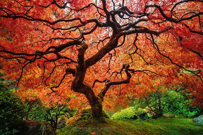 Maple Tree. Осень