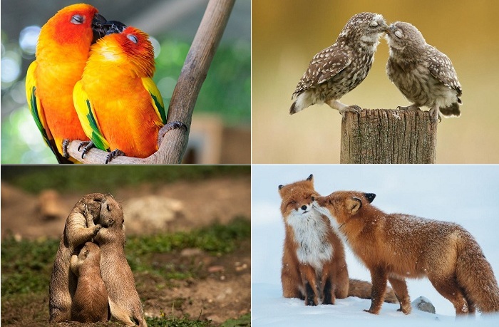 Умилительные фотографии целующихся животных и птиц.