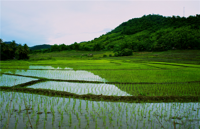 Рисовые поля у реки Меконг.