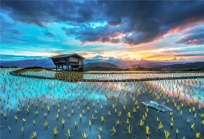 Рисовые поля, расположенные в Чиангмаи (Таиланд).