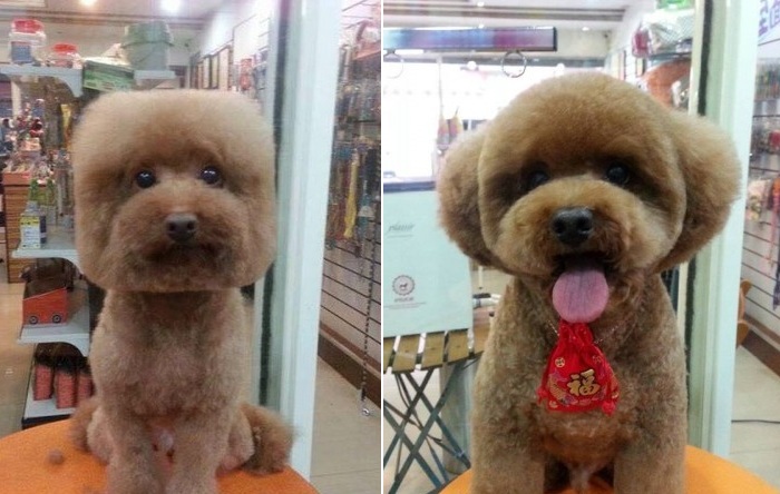 Жители Тайваня делают своим собакам квадратные стрижки.