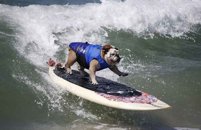 На Huntington Beach прошли соревнования по серфингу среди собак.