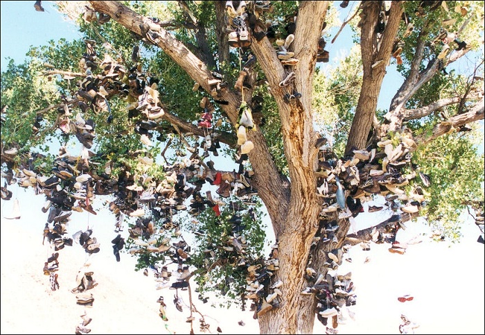 Проезжающие оставляют на дереве свою обувь.