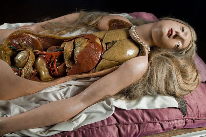 Анатомическая Венера - наглядное пособие по анатомии конца XVIII века.