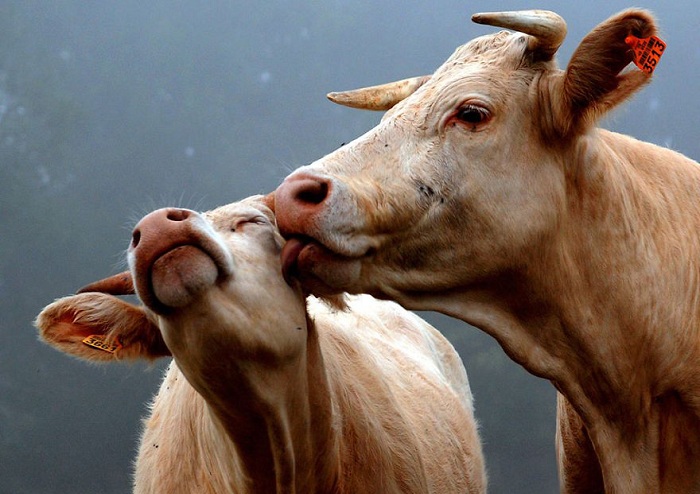 Проявление любви у коров.