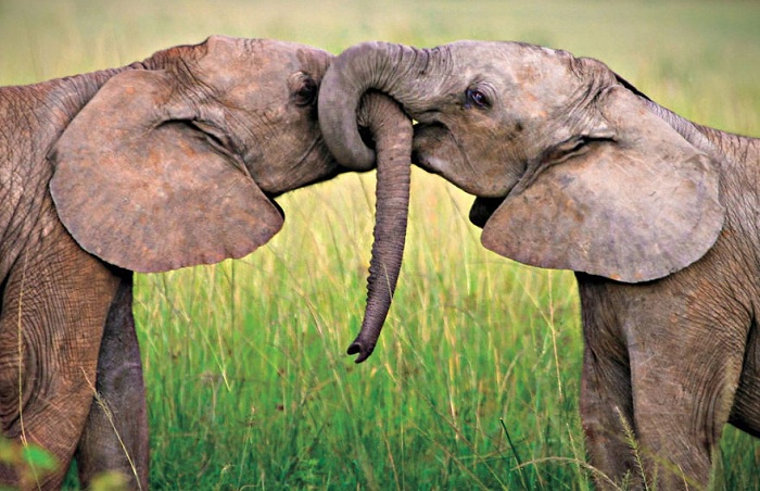 Любовь африканские слоны.