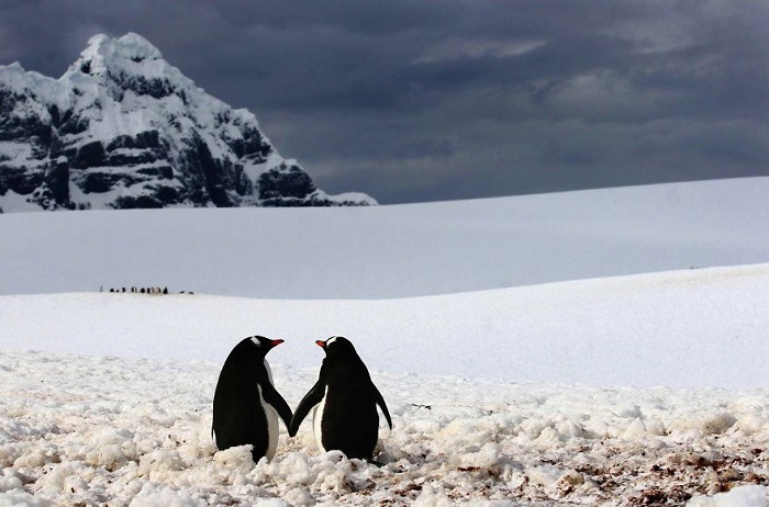 Пингвины гуляют друг с другом.