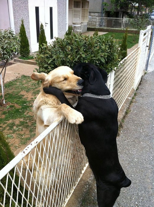 Собаки тянутся друг к другу.