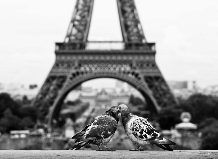 Фотография целующихся голубей.