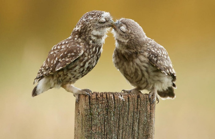 Снимок целующихся сов.