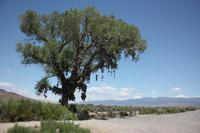 На «самой одинокой дороге Америки» стоит такое же одинокое дерево с башмаками.
