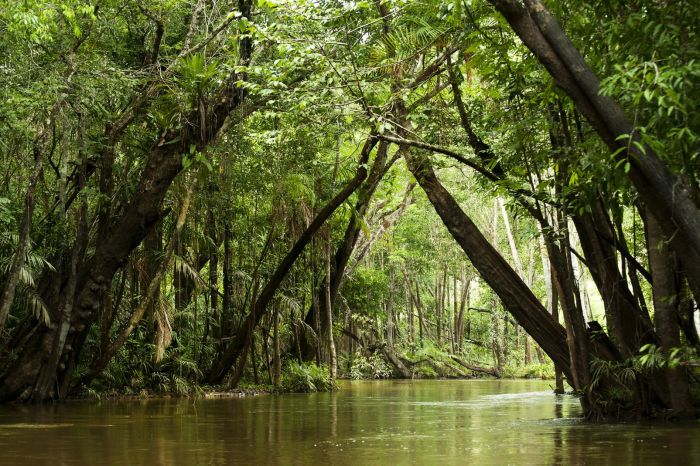 Тропический лес, который окружал каторгу во Французской Гвиане. | Фото: easyvoyage.com.