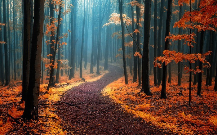 Осенний лес в Карпатских горах.