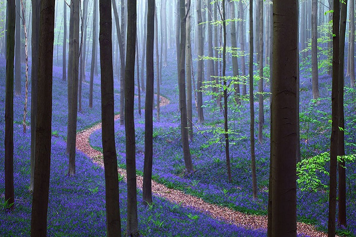 Бельгийский лес Hallerbos.