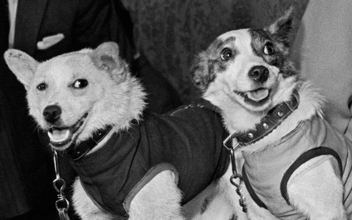 Белка и Стрелка - самые известные собаки Советского Союза. | Фото: arms-expo.ru.