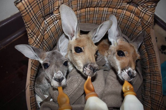 Маленькие кенгурята: время кормления.