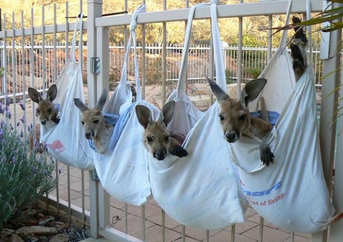 Детеныши кенгуру, помещенные в сумки.