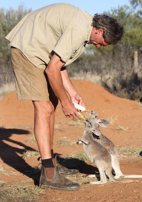 Австралиец заботится об осиротевших кенгурятах.