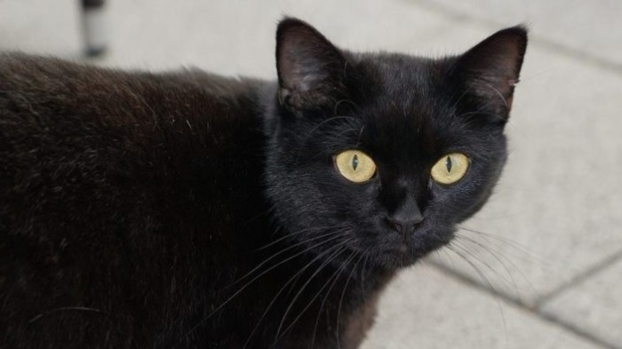 Черная кошка - символ невезения. | Фото: historicmysteries.com.