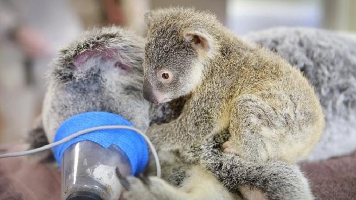 Детеныш коалы нежно обнимал ее во время операции.