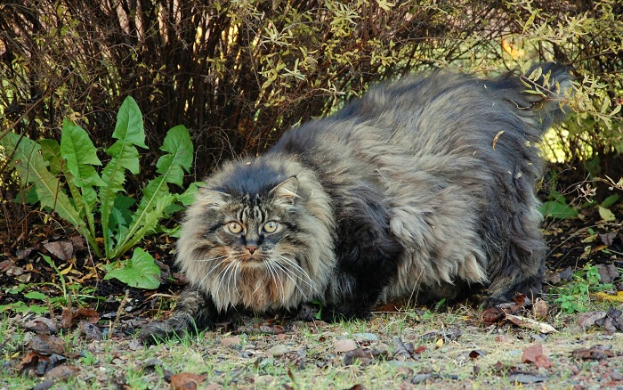 Огромный лохматый котяра - хищник норвежских лесов.