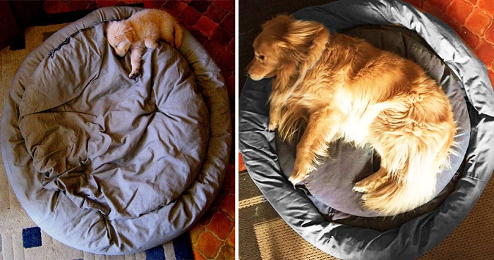 Фото собачки до и после взросления.