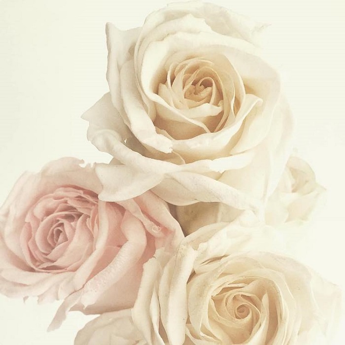 Сахарные розы от Мэгги Остин. | Фото: mymodernmet.com.