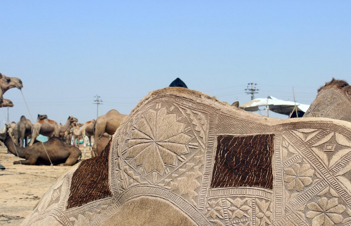 Украшенный верблюд на крупнейшем рынке рогатого скота в Азии.