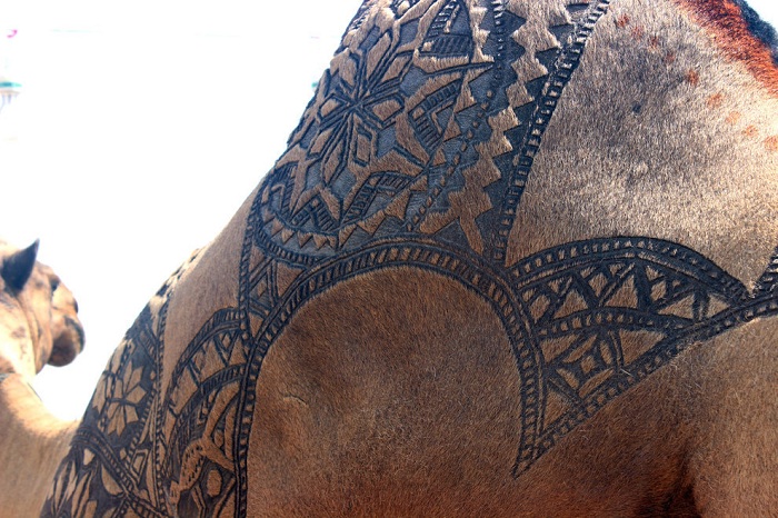 Верблюд с выстриженным орнаментом на горбу.