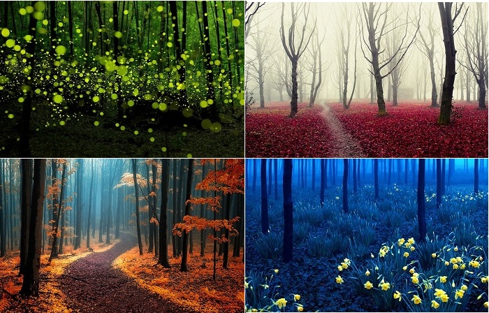 Снимки загадочного леса.