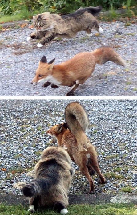 Норвежский кот преследует лисицу.