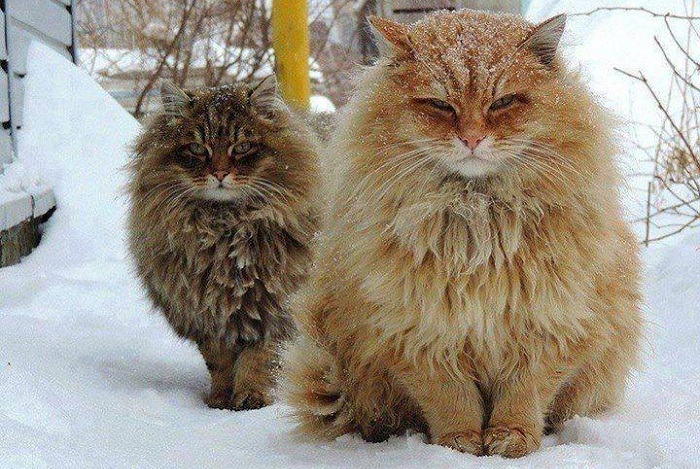 Норвеги - кошки с «двухслойной» водонепроницаемой шерстью.