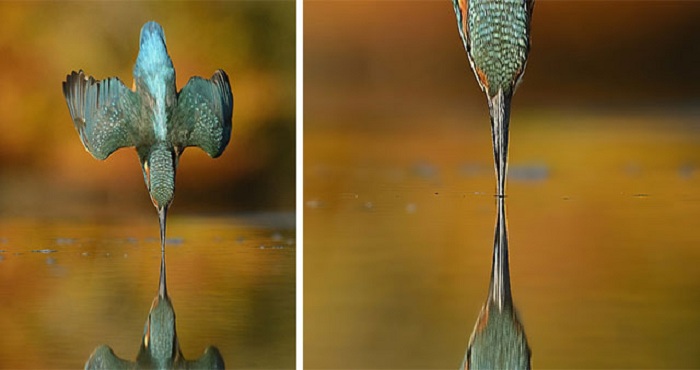 Невероятный кадр зимородка, ныряющего в воду.