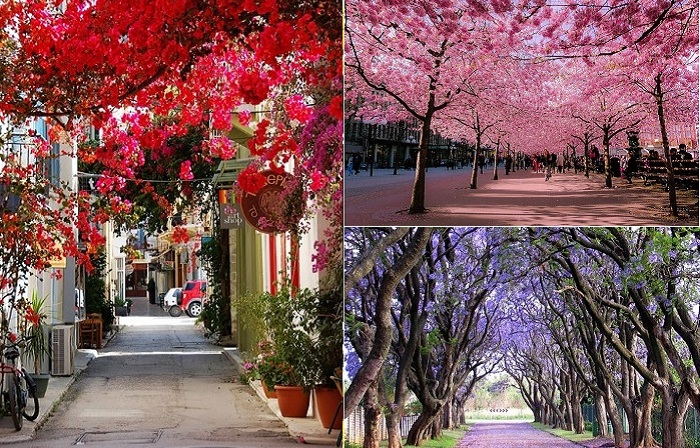 Улицы и парки в тени цветущих деревьев.