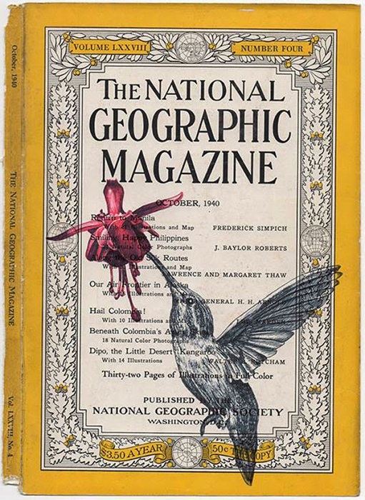 Изображение птицы на обложке журнала National Geographic.