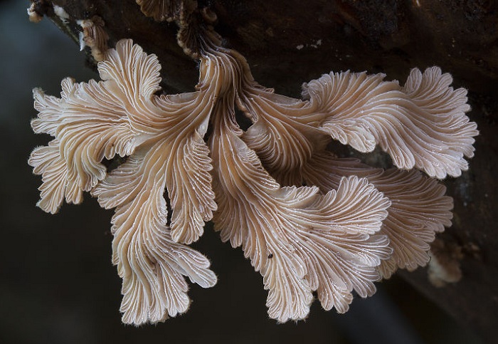Снимок необычного гриба, сделанный фотографом Steve Axford.