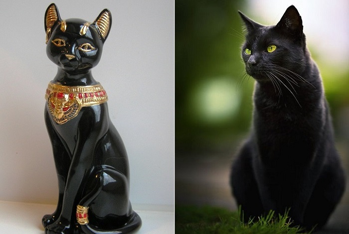 Черный кот - символ невезения.