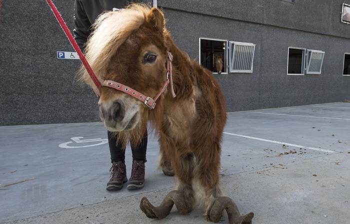 Шетлендскому пони 10 лет не обрезали копыта. | Фото: metrouk2.files.wordpress.com.