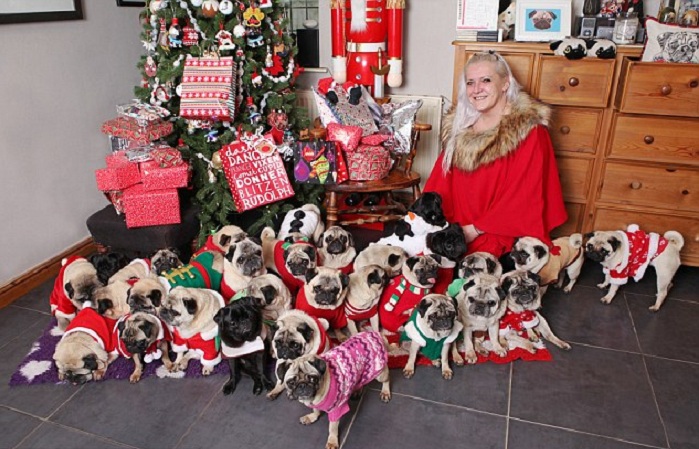 Каждый из этих 30 мопсов получает свой подарок на Рождество. | Фото: dailymail.co.uk.