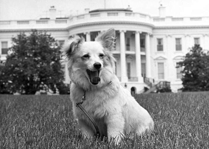 Пушинка - собака, подаренная Хрущевым семье Кеннеди. | Фото: ic.pics.livejournal.com.