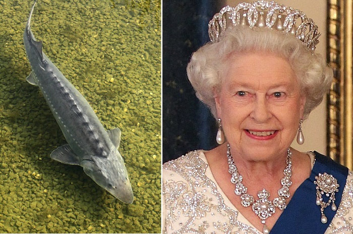 В Великобритании все осетры в стране принадлежат Ее Величеству королеве Елизавете II. | Фото: images6.fanpop.com / unbc.ca.