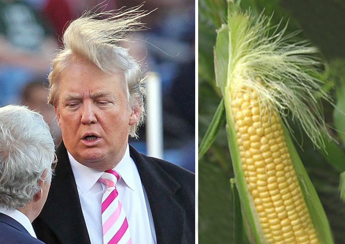 Прическа Дональда Трампа выглядит как метелка кукурузы.