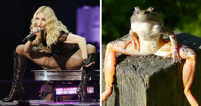 Забавное сходство между Мадонной и лягушкой.